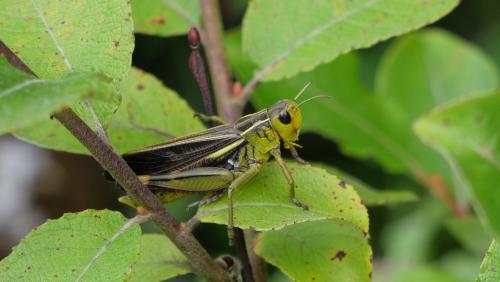 Réf. 211 752 : Arcyptera fusca